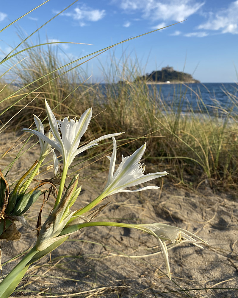 Sea daffodil